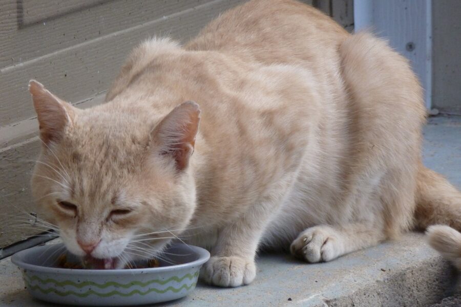 cat, stray, eating-433017.jpg