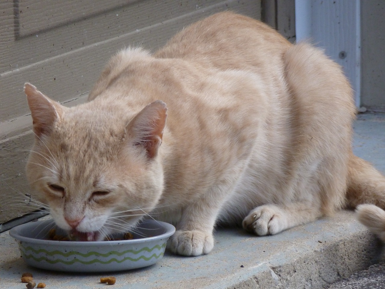 cat, stray, eating-433017.jpg