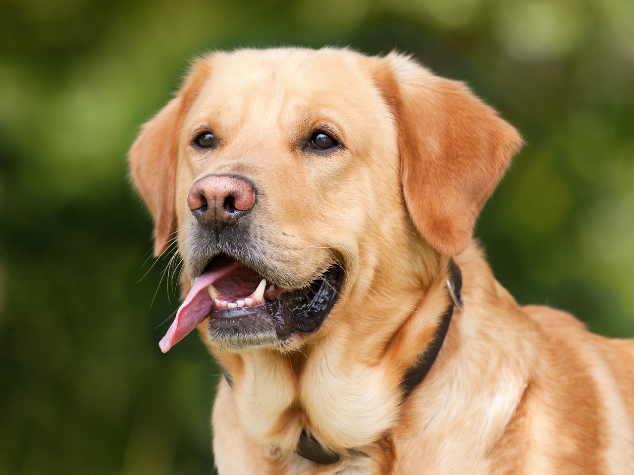 labrador retriever, dog, pet-1210559.jpg